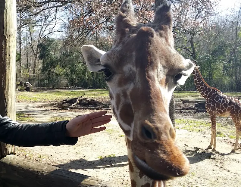 Hello-Giraffe-at-Riverbanks-Zoo