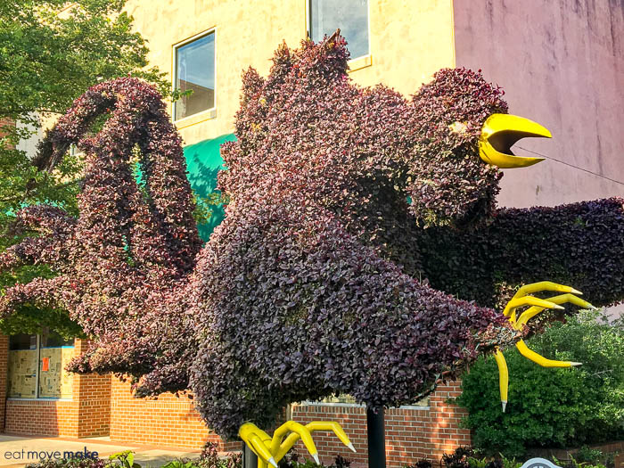 gamecock-topiary-south-carolina-festival-of-flowers