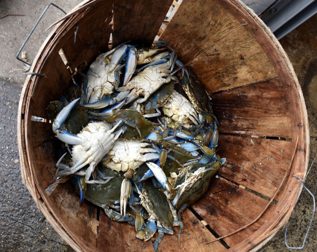 bucket-of-crabs