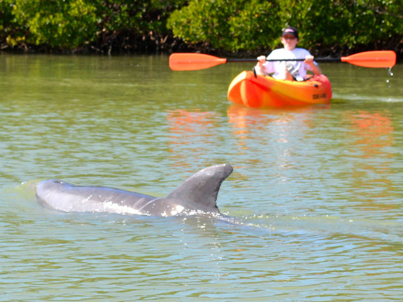 Where-to-see-dolphins-Fort-Myers-Florida