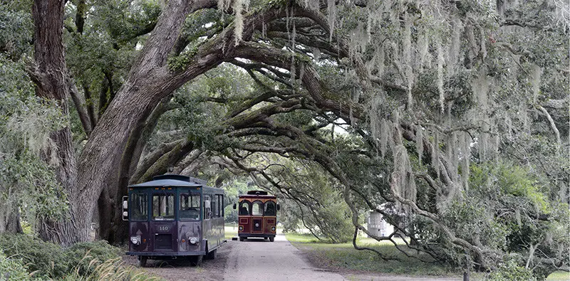 charleston South Carolina oak lined streets 