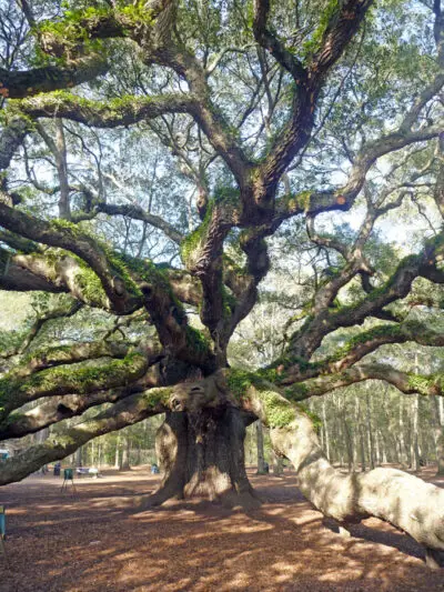 angel oak charleston South Carolina
