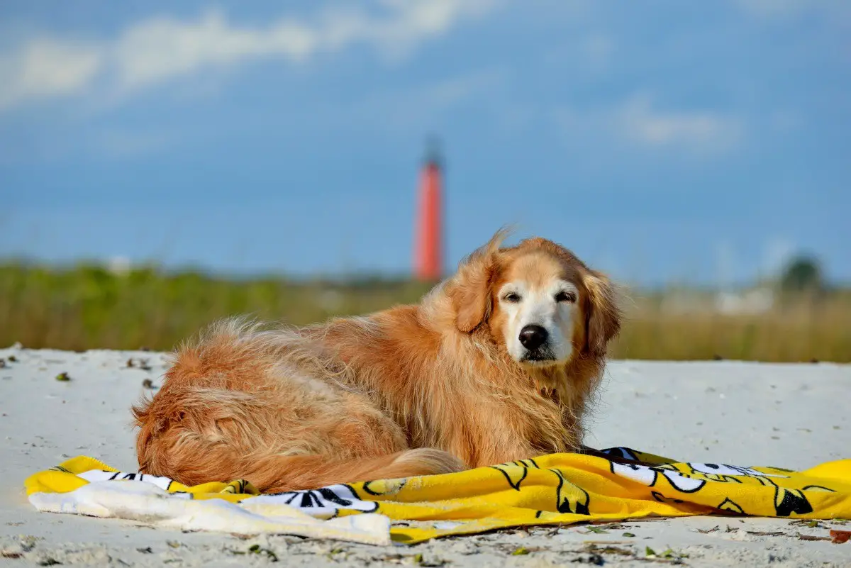 PONCE INLET DOG BEACH