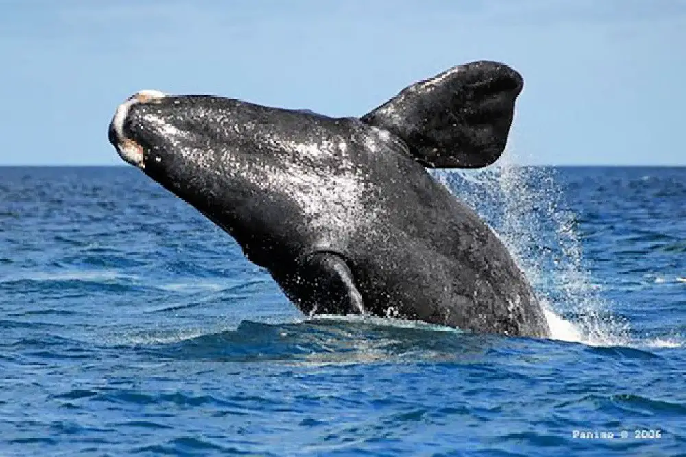 whale in atlantic ocean