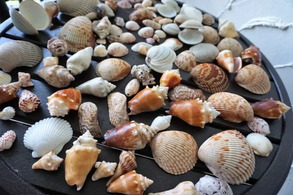 sanibel-island-seashells