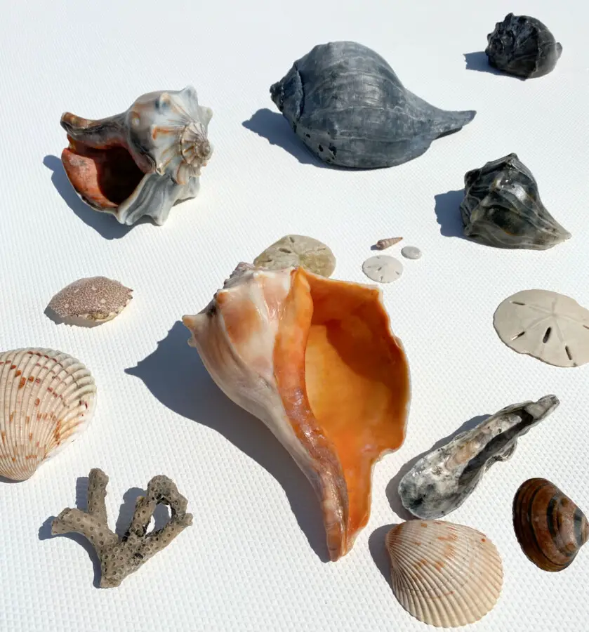 sea-shells-of-north-carolina-swansboro