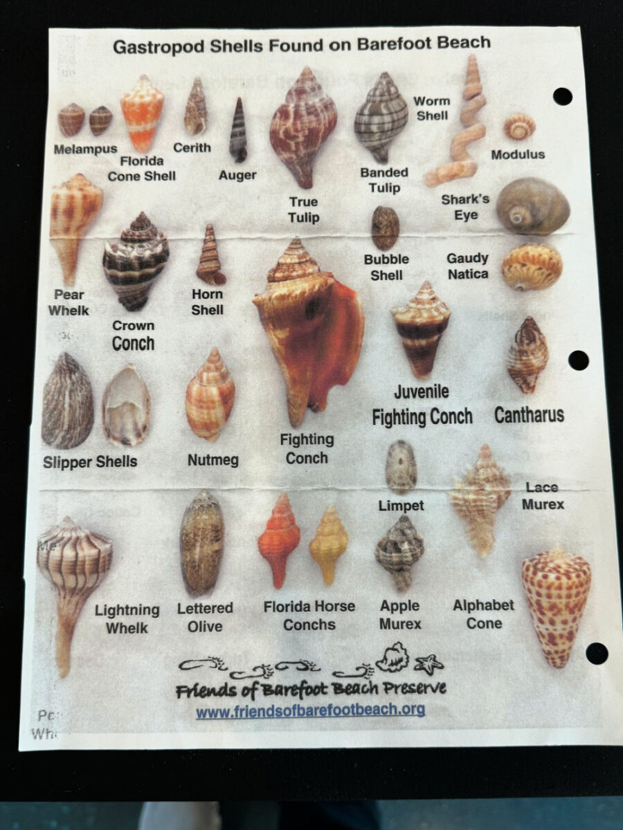 poster-identifying-florida-seashells
