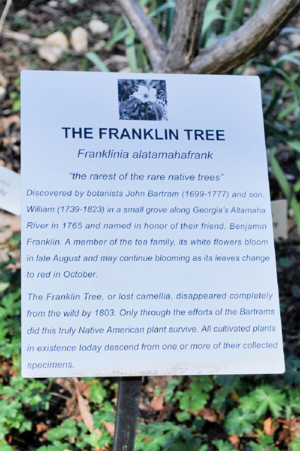 the-Franklin-tree-description