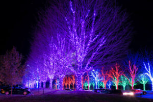 winter-lights-at-north-carolina-arboretum