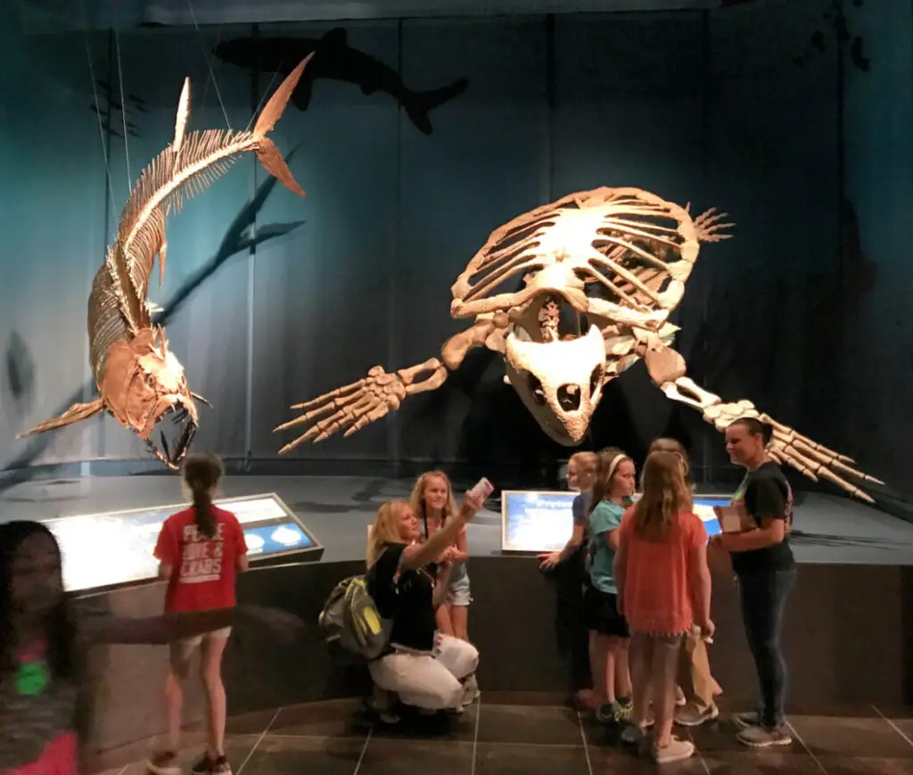 tellus science museum-animal-skeletons