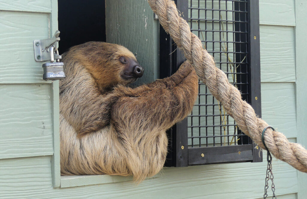 alabama-gulf-coast-zoo-sloth